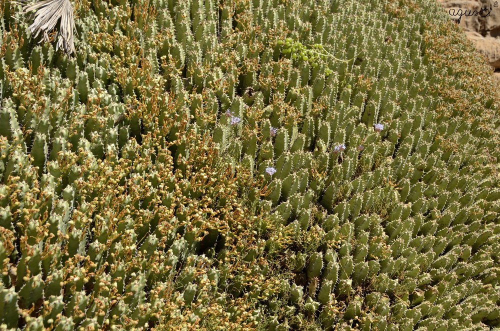 Cardón de Marrakech o Euphorbia seculenta