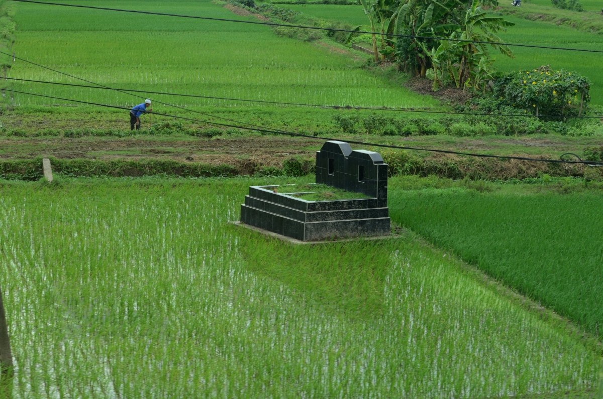 vietnam - camp d'arros amb la tumba del propietari