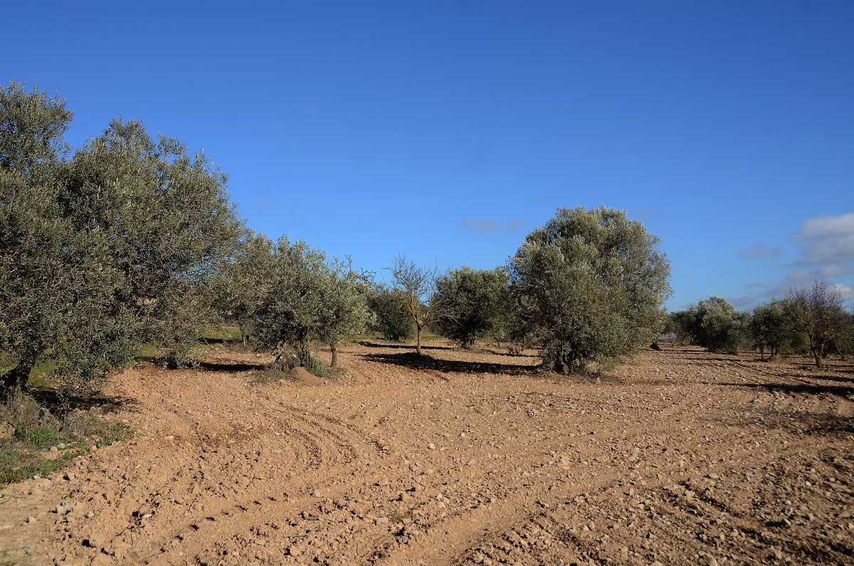 camps d'olives acabats de llaurar